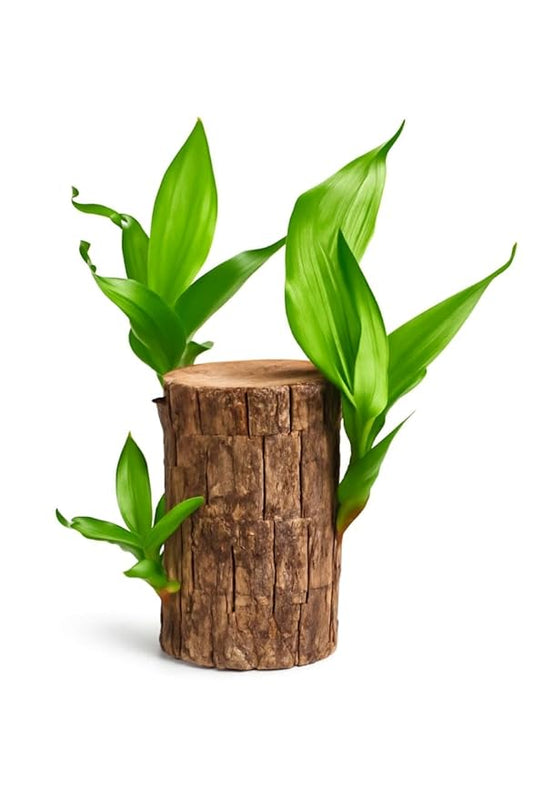Brazilian Lucky Wood, Mini Home Plant Decorations BUY 1 GET 1 FREE!!!