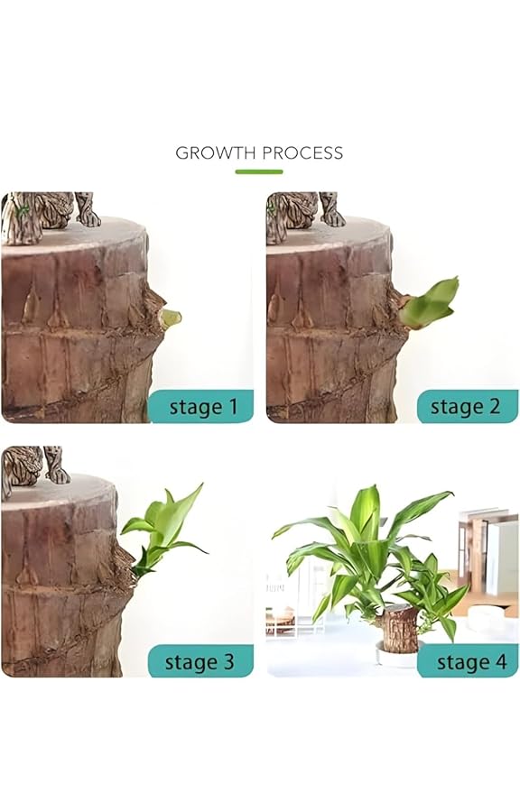 Brazilian Lucky Wood, Mini Home Plant Decorations BUY 1 GET 1 FREE!!!