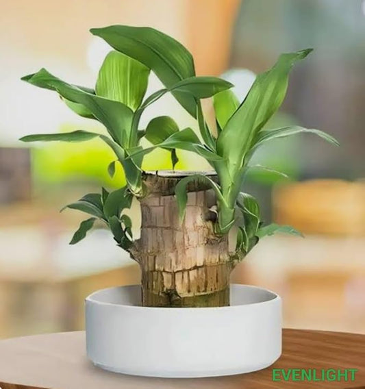 Brazilian Lucky Wood, Mini Home Plant Decorations BUY 1 GET 1 FREE!!!