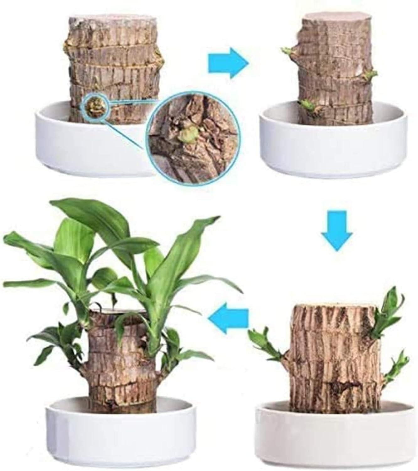 Brazilian Lucky Wood, Mini Home Plant Decorations BUY 1 GET 1 FREE!!!