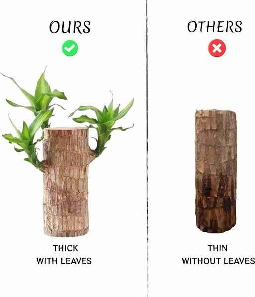 Brazilian Lucky Wood, Mini Home Plant Decorations BUY 1 GET 1 FREE!!!