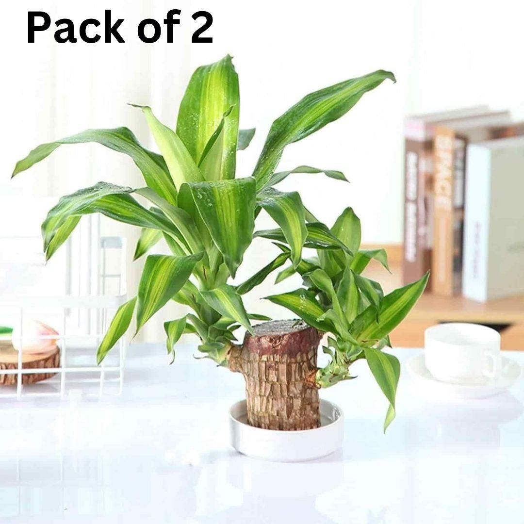 Brazilian Lucky Wood, Mini Home Plant Decorations BUY 1 GET 1 FREE!!!